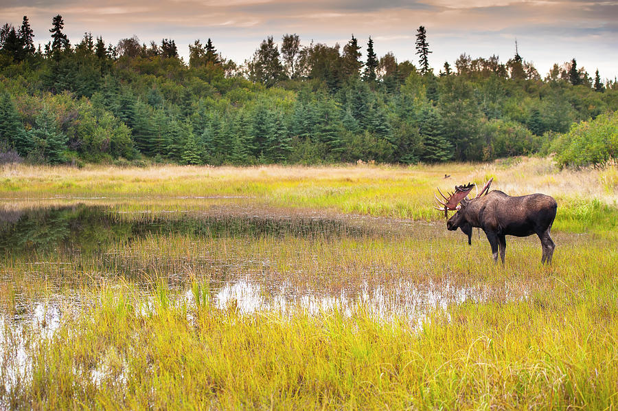 Bull Moose In Velvet Wades In Marshy Photograph by Michael Jones