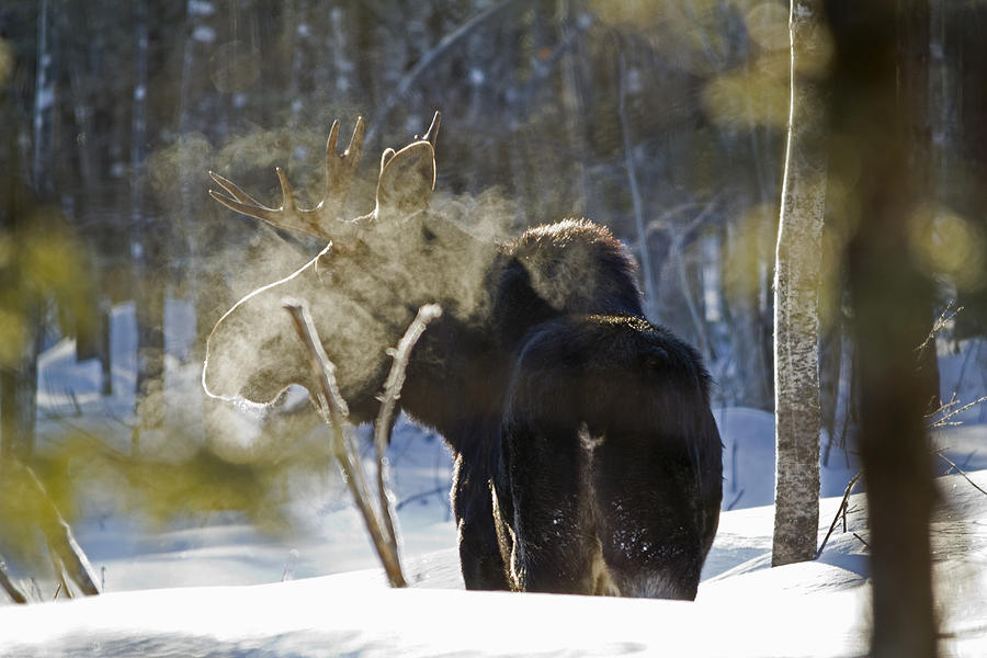 Moose Photograph - Bull Moose In Winter by Sandy Snide