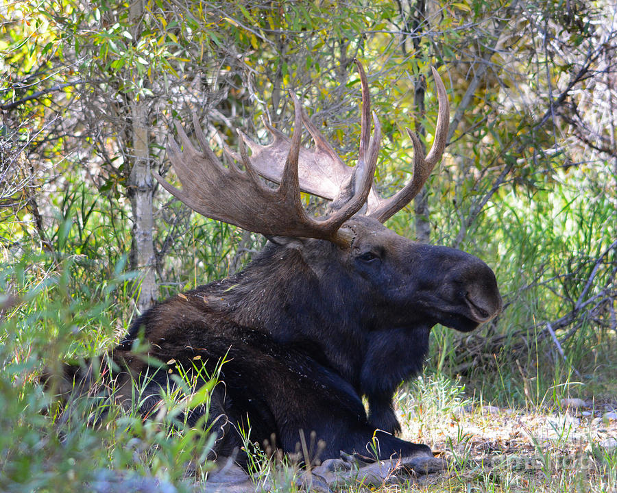 Bull Moose Photograph by John Greco