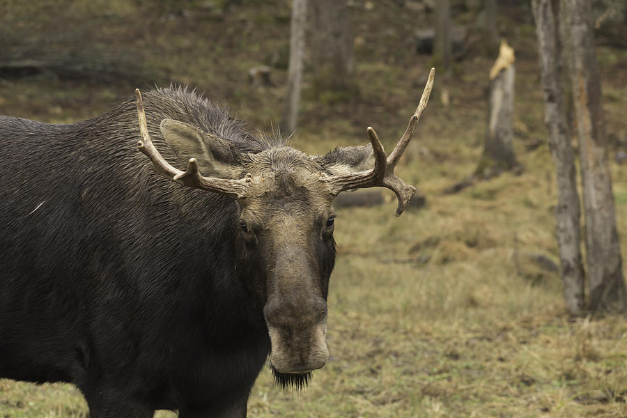 Bull Moose Photograph by Josef Pittner