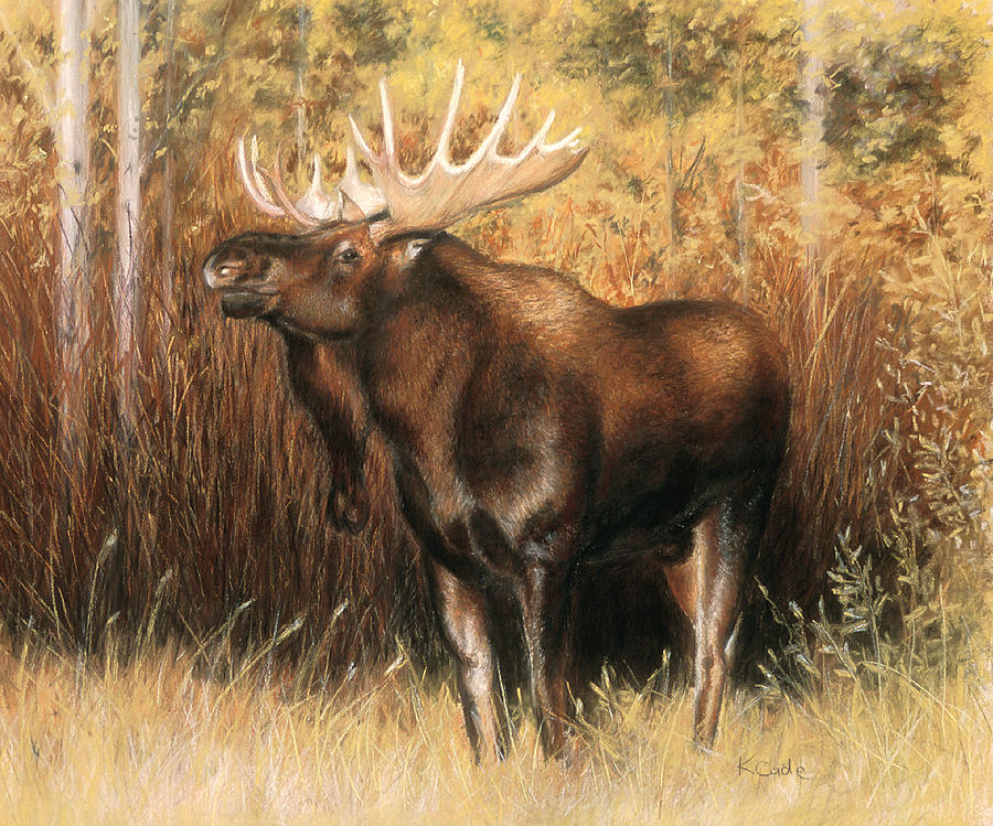 Bull Moose Pastel by Karen Cade