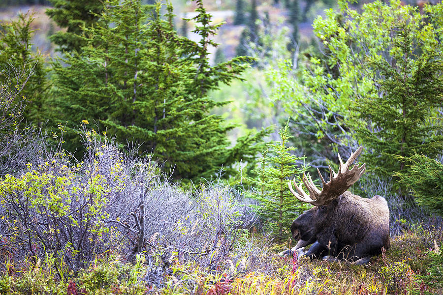 Bull Moose Photograph by Kyle Lavey