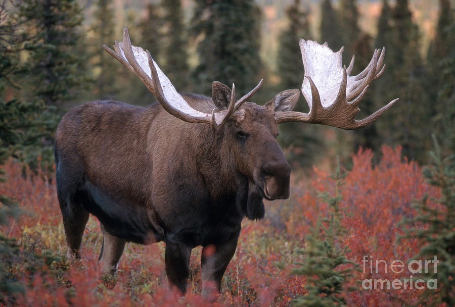 Bull Moose Photograph by Mark Newman