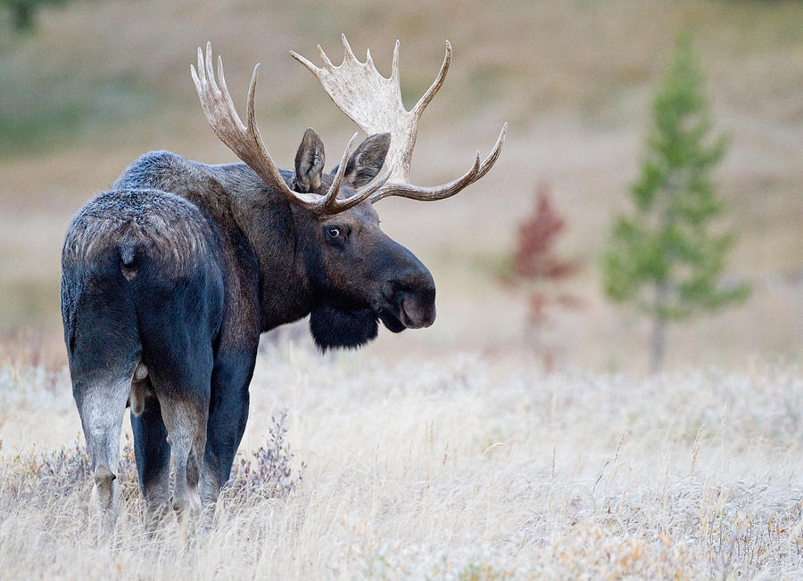 Bull Moose Photograph by Max Waugh