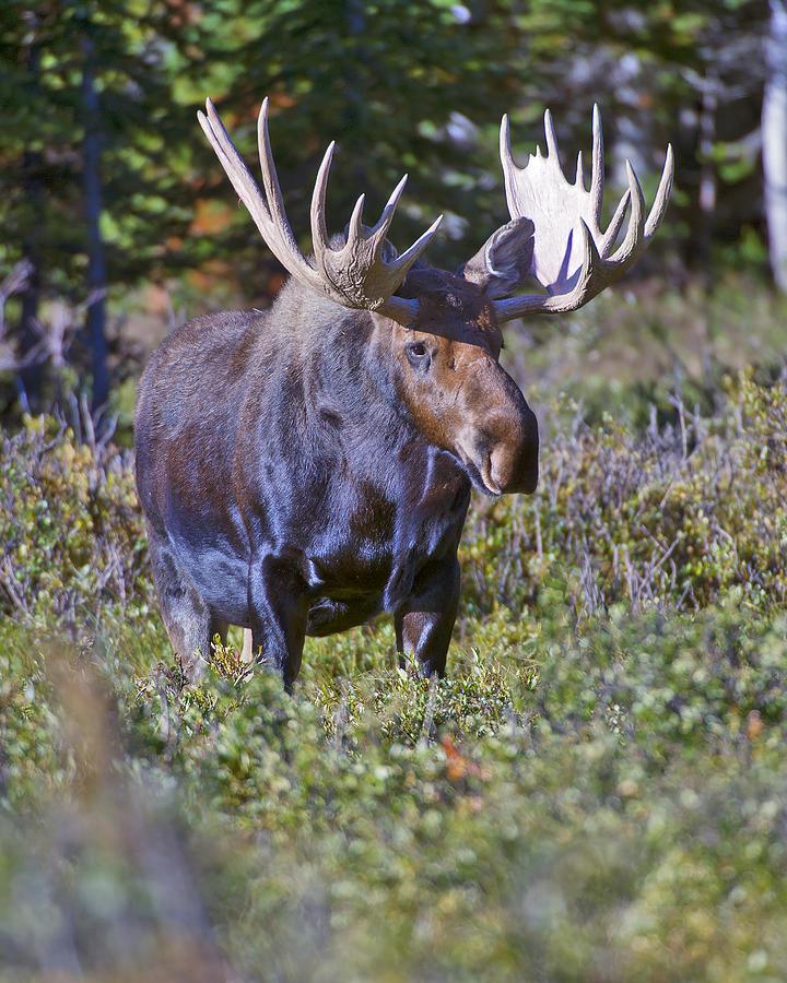 Bull Moose on Alert Photograph by Gary Langley - Fine Art America