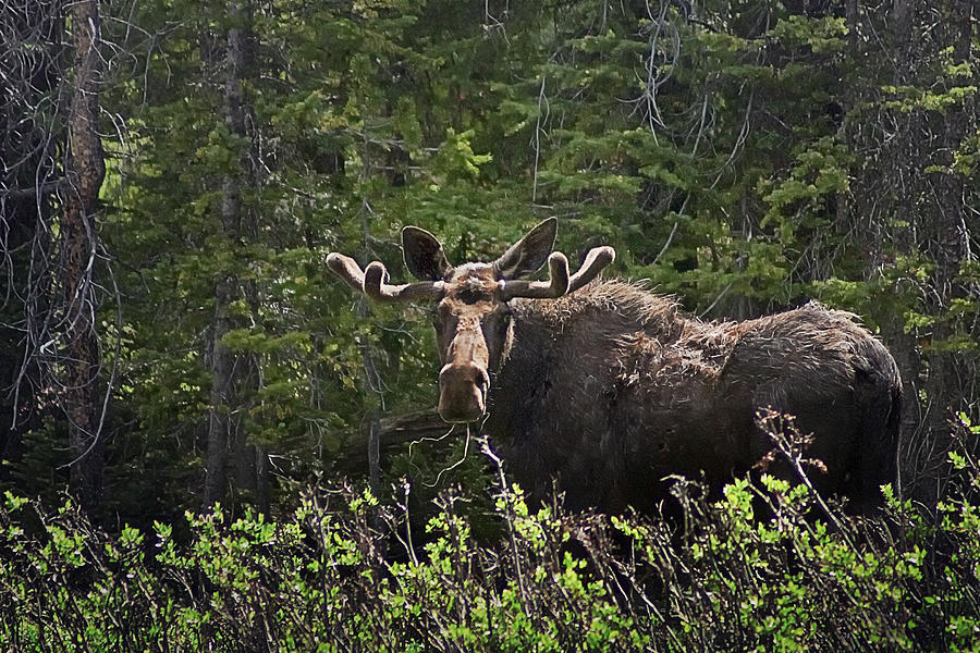 Bull Moose Photograph by Priscilla Burgers