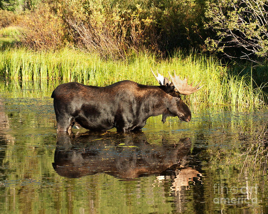 Bull Moose Reflected Photograph by Dennis Hammer | Fine Art America