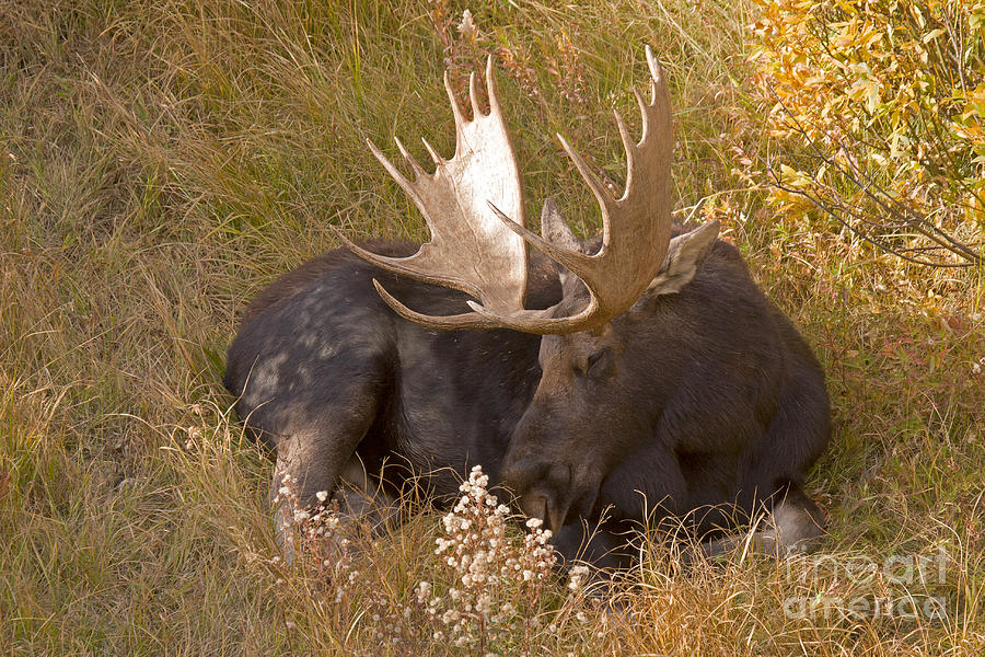 Bull Moose Resting in Grand Teton National Park Photograph by Fred Stearns
