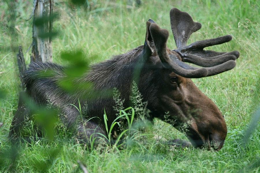 Bull Moose Resting Photograph by John Dart