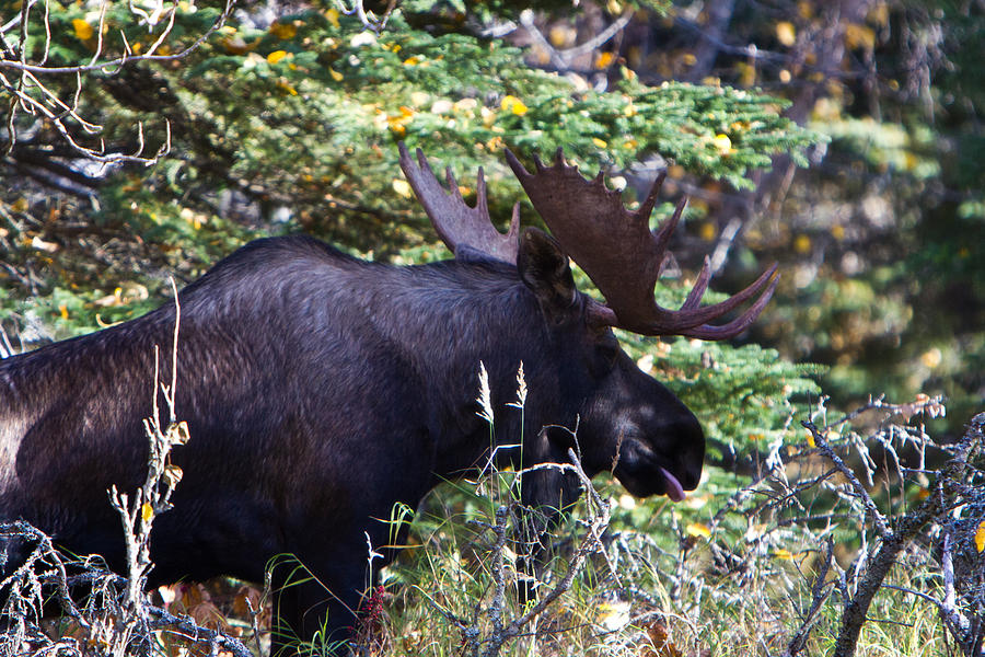 Bull Moose Photograph by Richard Jack-James Bull Moose Photograph by Richard Jack-James