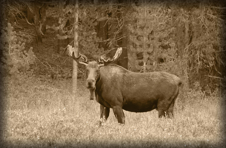 Bull Moose Photograph by Shane Bechler