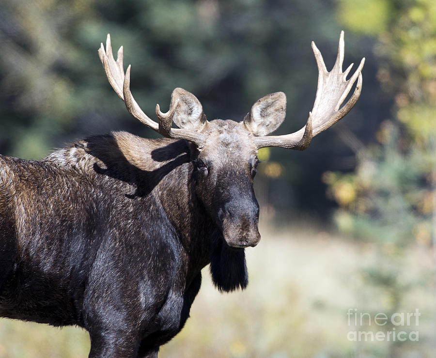 Bull Moose Photograph by Shannon Carson