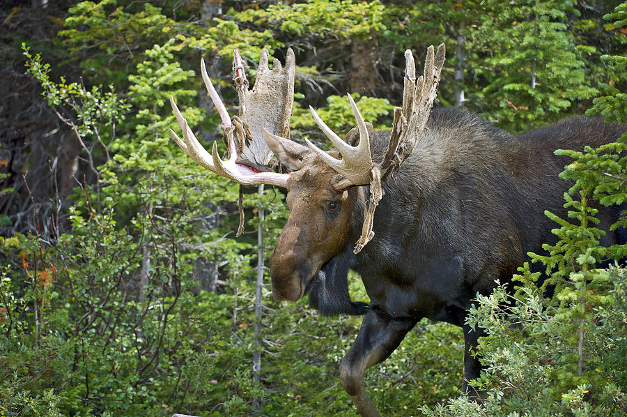Bull Moose shedding velvet Photograph by Gary Langley