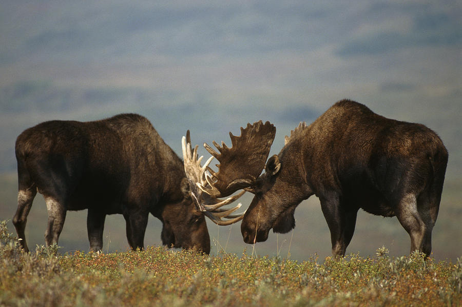 Bull Moose Sparring On Tundra Denali Np Photograph by Steven Kazlowski