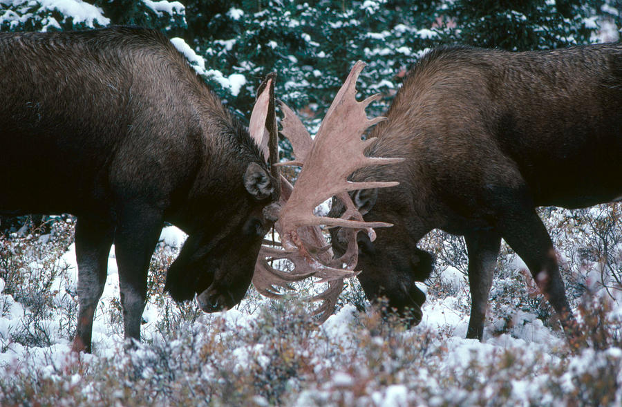 Bull Moose Sparring Photograph by Tom Bledsoe