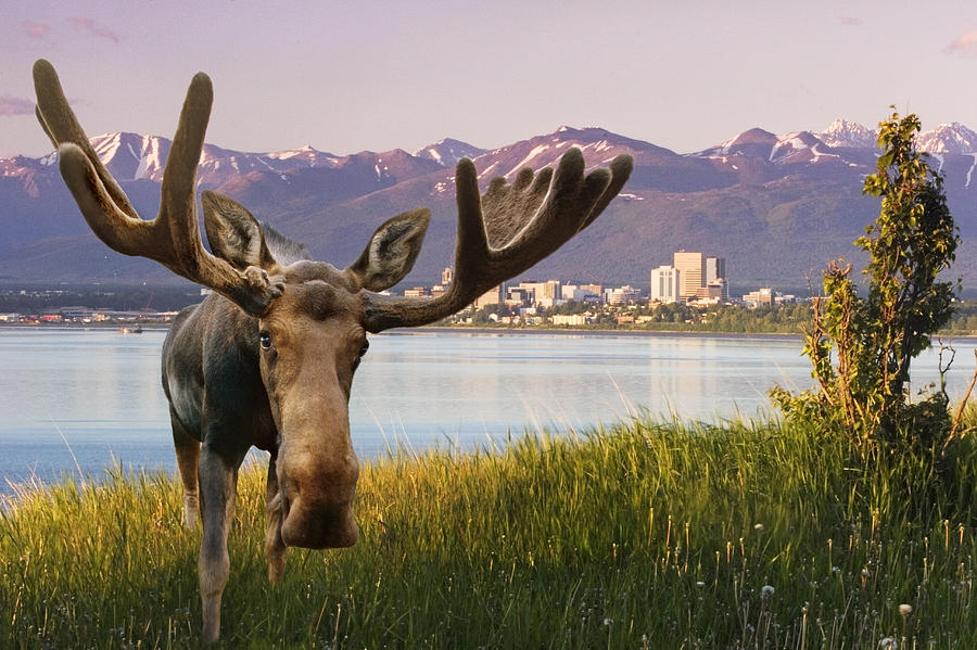Anchorage Photograph - Bull Moose Standing In Front Of View Of by Composite Image