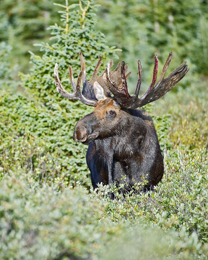 Bull Moose starting to shed Velvet Photograph by Gary Langley