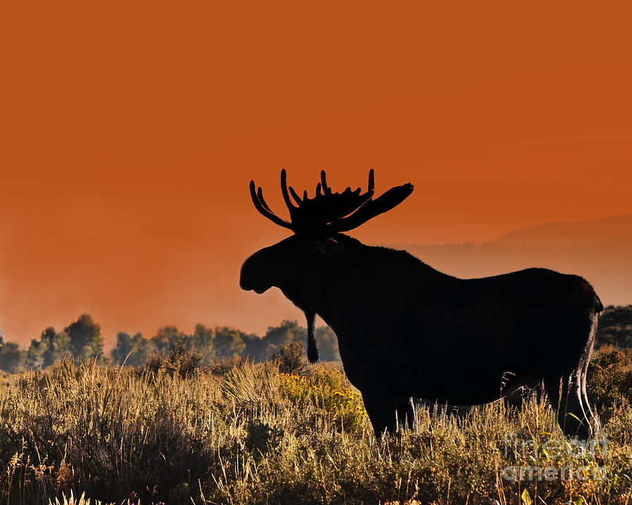 Moose Photograph - Bull Moose Sunset by Timothy Flanigan and Debbie Flanigan Nature Exposure Moose Photograph - Bull Moose Sunset by Timothy Flanigan and Debbie Flanigan Nature Exposure