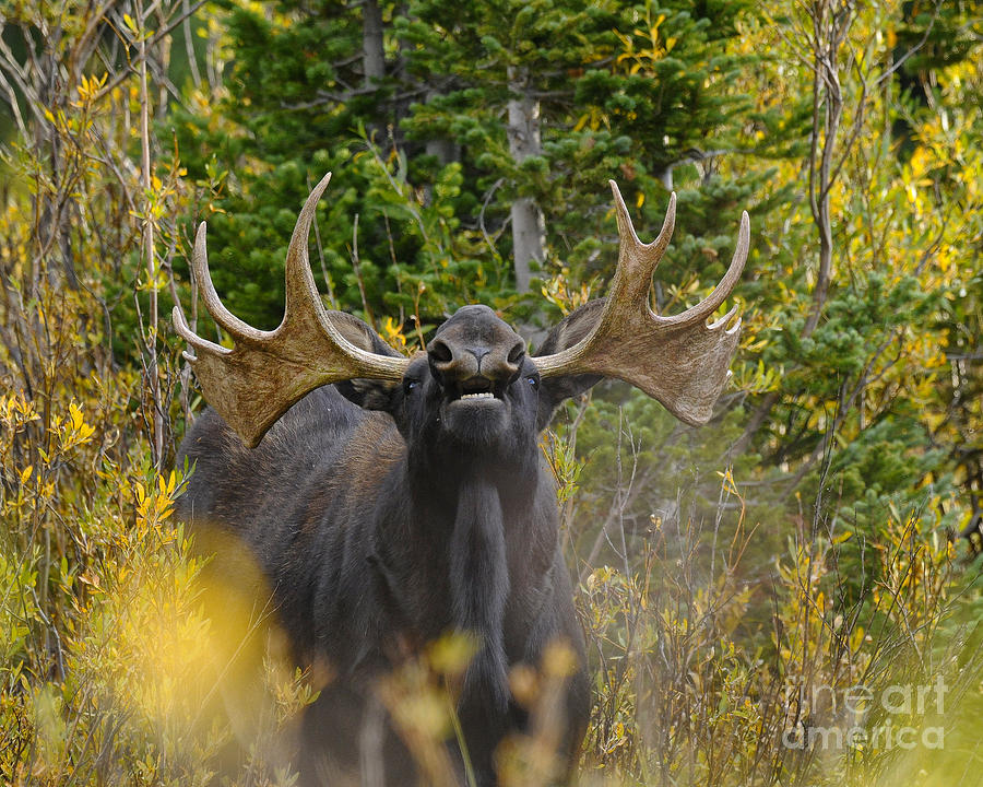 Bull Moose Testing the Air Photograph by Dennis Hammer