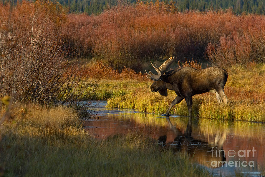 Bull Moose Photograph by Thomas and Pat Leeson