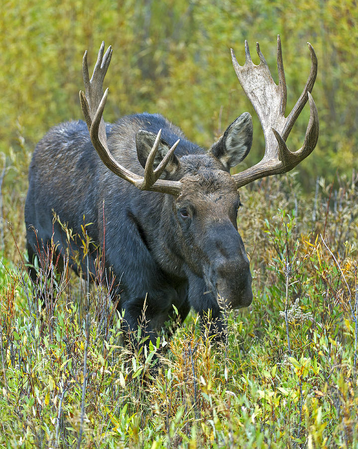 Bull Moose VI Photograph by Gary Langley
