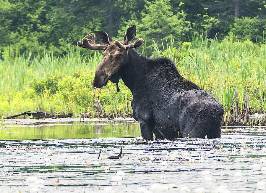 Bull Moose Photograph by Wade Aiken
