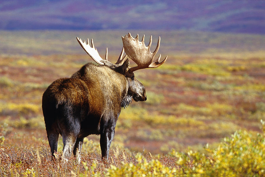 Bull Moose Walking On Tundra Denali Np Photograph by Thomas Sbamato