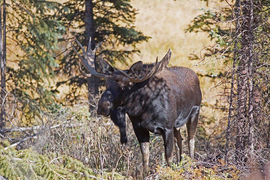 Bull Moose With Large Dewlap Photograph by Greg Ochocki