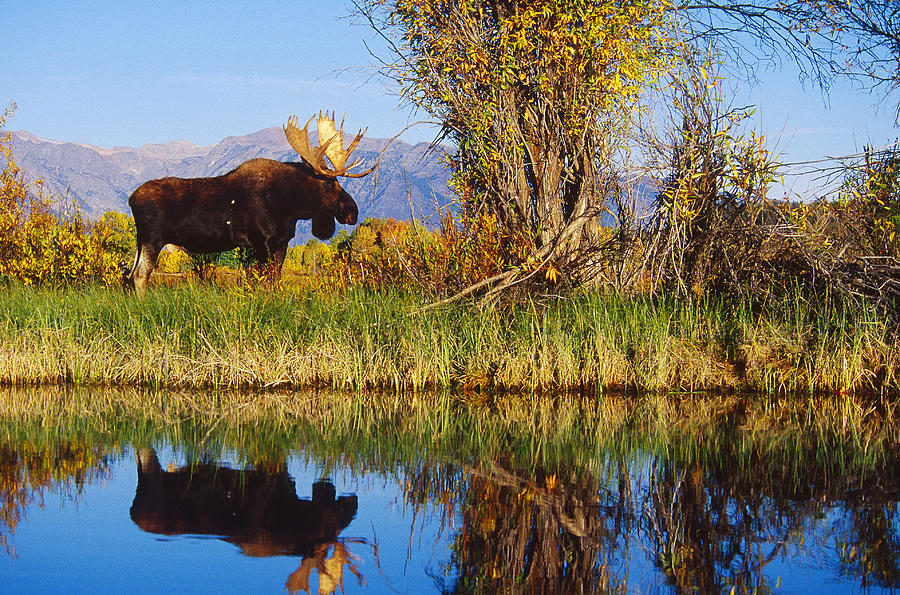 Bull Moose, Wyoming Photograph by Thomas And Pat Leeson