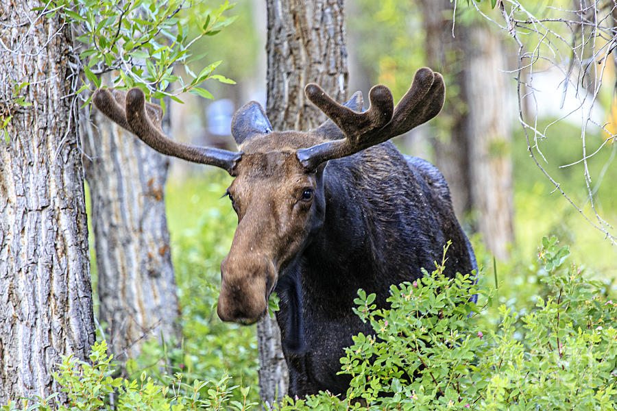Bull Mosse coming through the trees Photograph by Rodney Cammauf