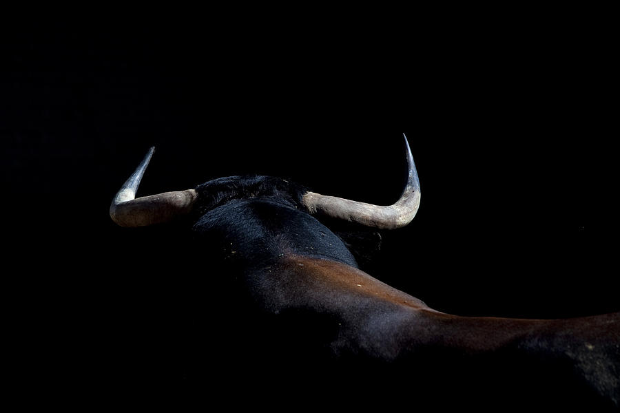 Bull of Conde de la Maza in pens sales. Photograph by Copyright, Juan Pelegrín.