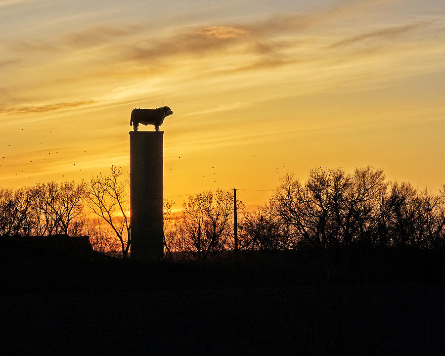 Kansas City Photograph - Bull On A Pedestal  by Kevin Anderson