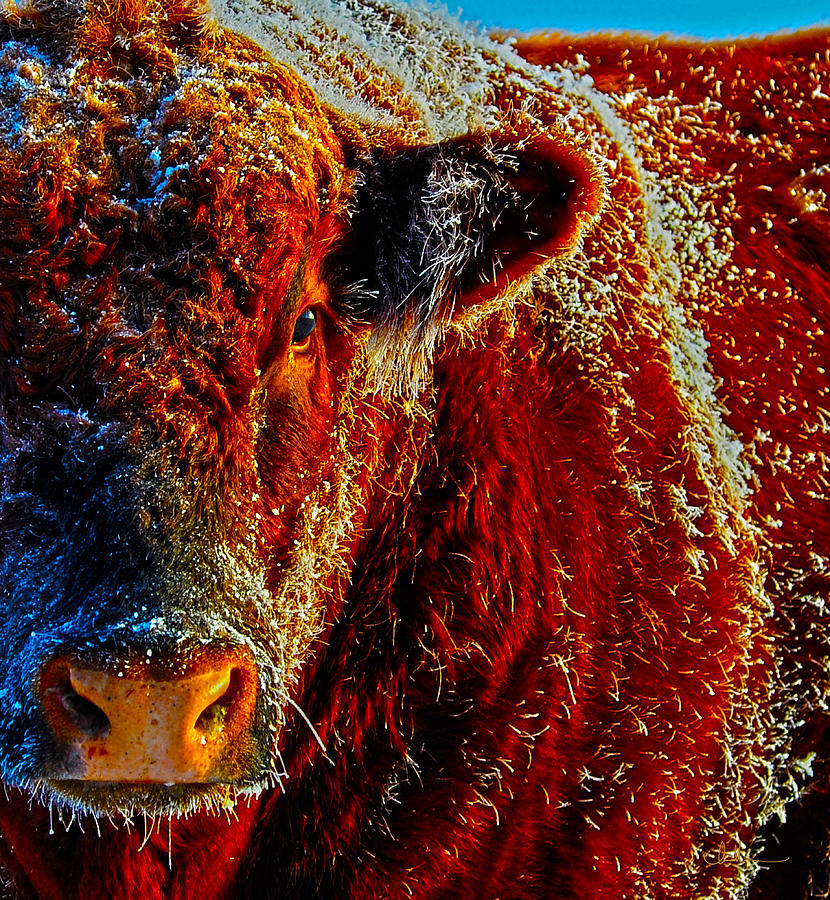 Bull Photograph - Bull on Ice by Amanda Smith