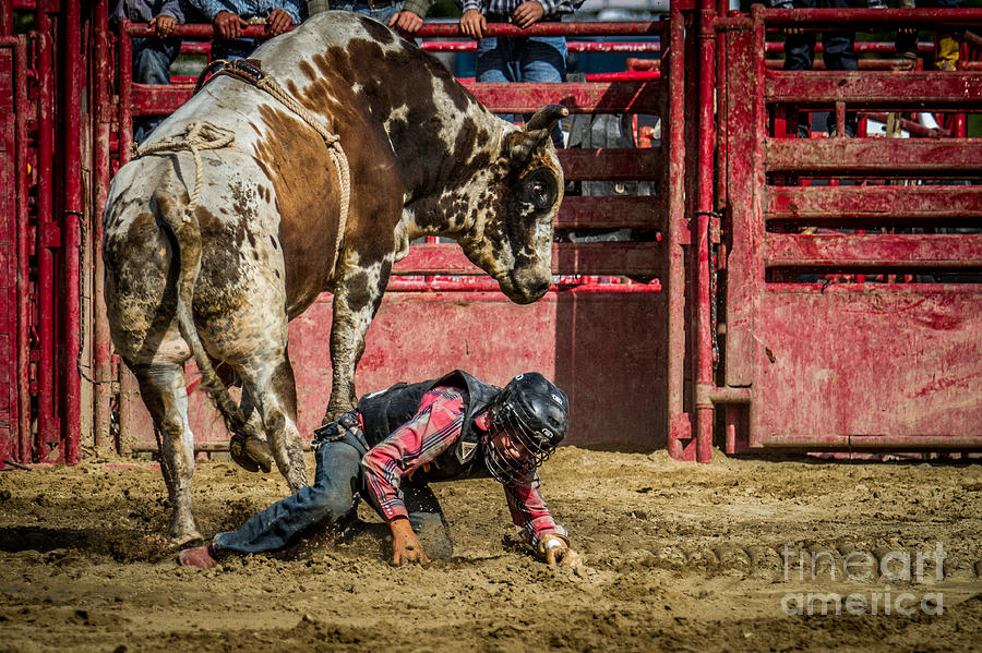 Bull Rider in Trouble Photograph by Eleanor Abramson