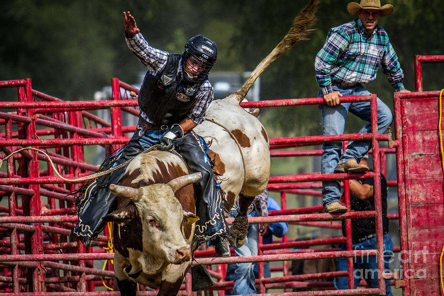 Bull Rider Western Cowboy Rodeo Photograph by Eleanor Abramson