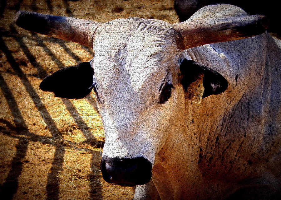 Bull Photograph - Bull Riders - Nightmare - Rodeo Bull by Travis Truelove