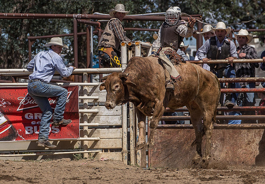 Bull Riding 3 Photograph by Mike Turner - Fine Art America