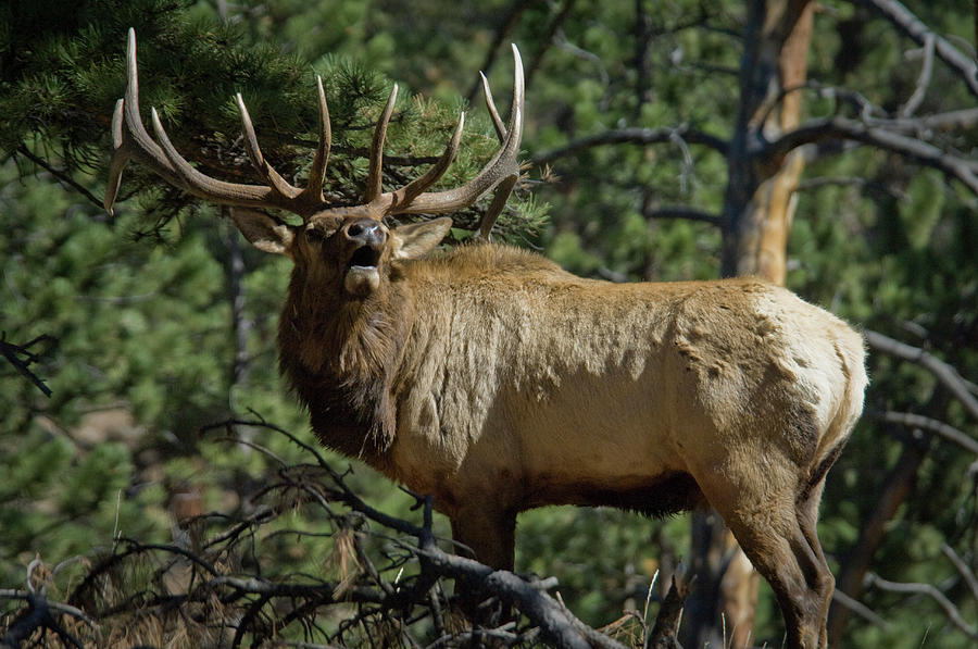 Animal Photograph - Bull Roosevelt Elk Bugling by Animal Images