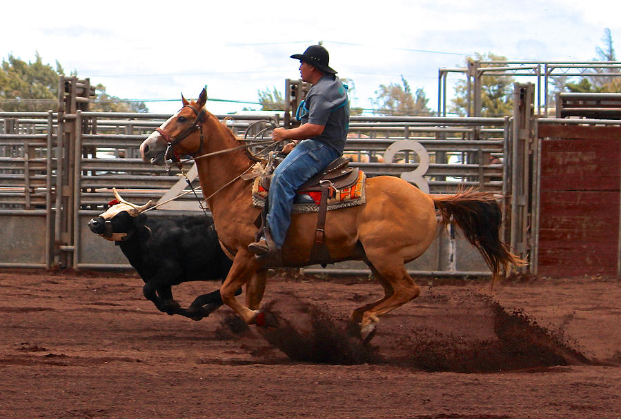 Bull Roping at the Rodeo Photograph by Venetia Featherstone-Witty