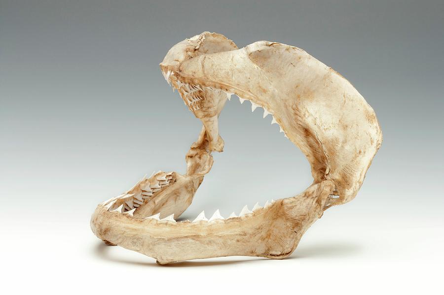 Still Life Photograph - Bull Shark Jaws by Ucl, Grant Museum Of Zoology