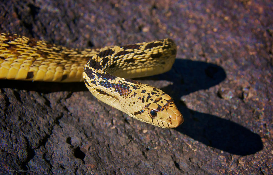 Bull Snake Photograph by Britt Runyon