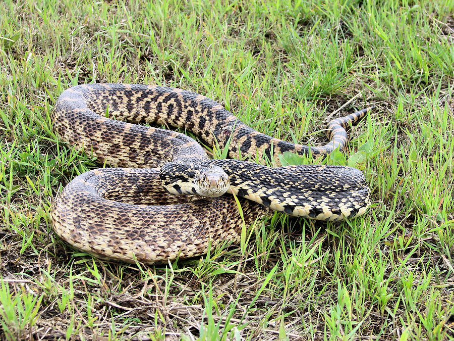 Bull snake Photograph by JC Findley