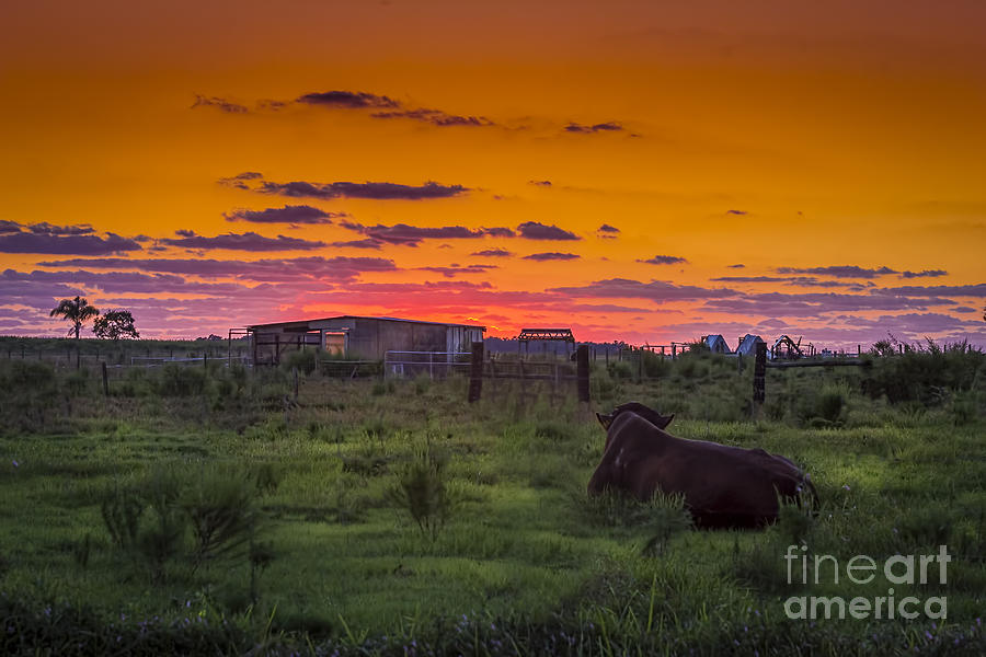 Cow Photograph - Bull Sunset by Marvin Spates