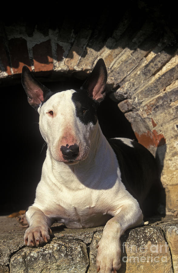 Mammal Photograph - Bull Terrier Dog by Jean-Michel Labat
