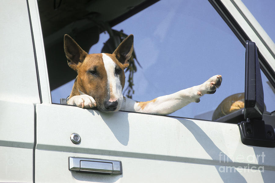 Bull Terrier In Car Window Photograph by Johan De Meester