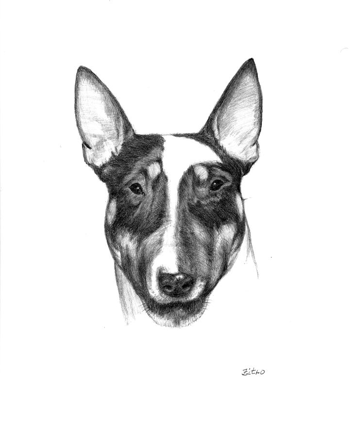 Bull Terrier Drawing by Lou Ortiz