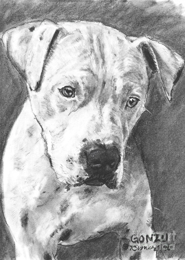 Nature Drawing - Bull Terrier Sketch in Charcoal  by Kate Sumners