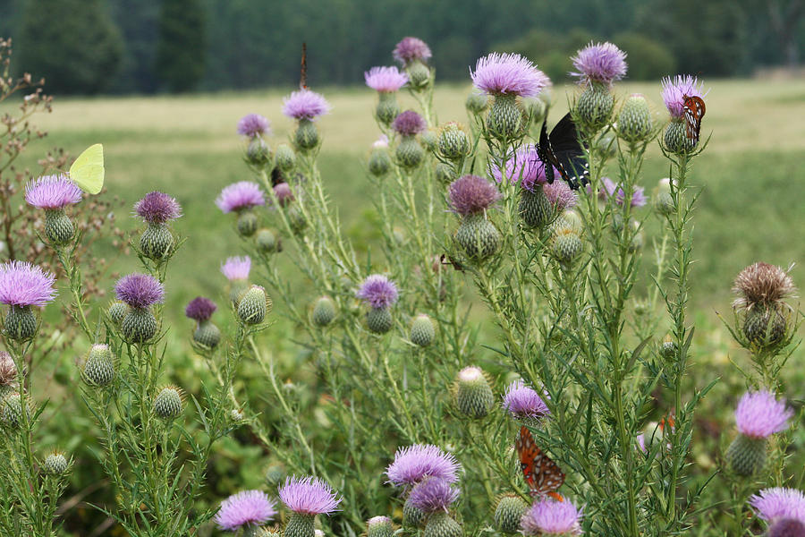 Bull Thistle and Butterflies Photograph by Kathy Clark