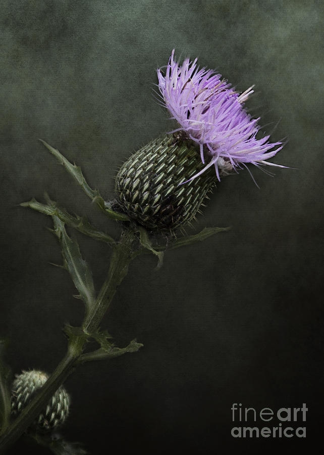 Bull Thistle Bloom Photograph by Pam  Holdsworth