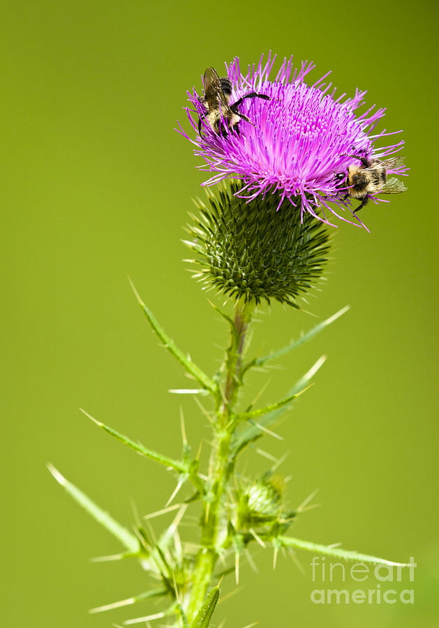 Bull Thistle Photograph by Roger Bailey